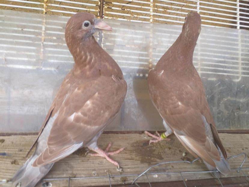  - Pui meulemans 2019