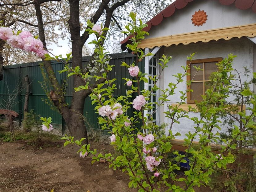  - 2019 Idilic garden