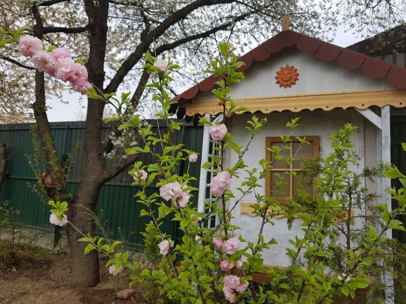  - 2019 Idilic garden