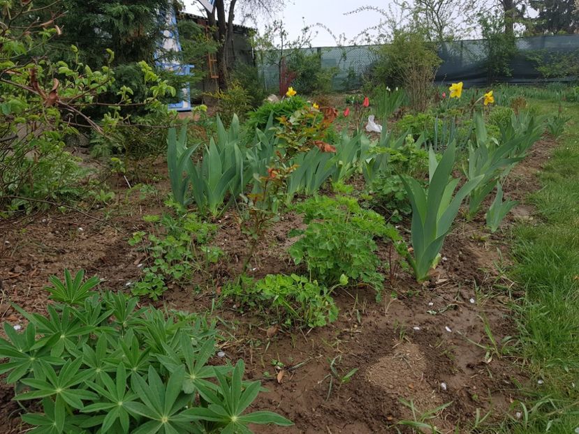  - 2019 Idilic garden