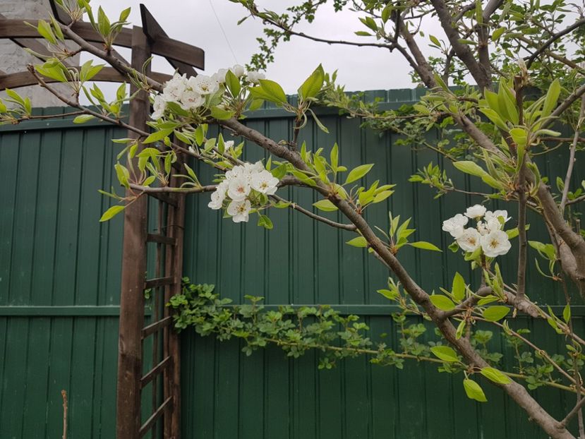  - 2019 Idilic garden
