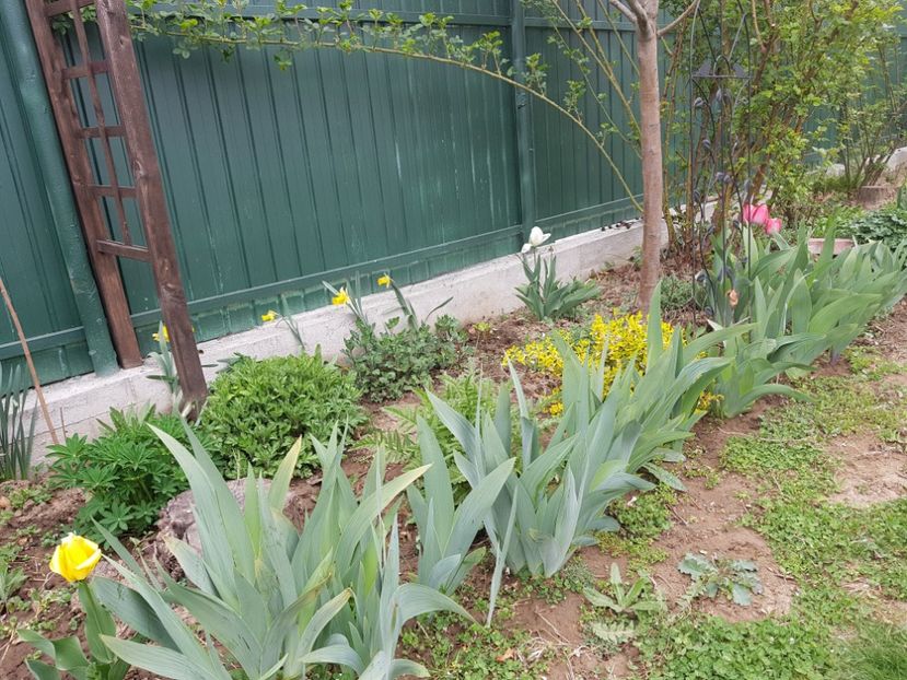  - 2019 Idilic garden