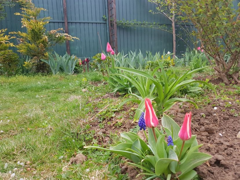  - 2019 Idilic garden