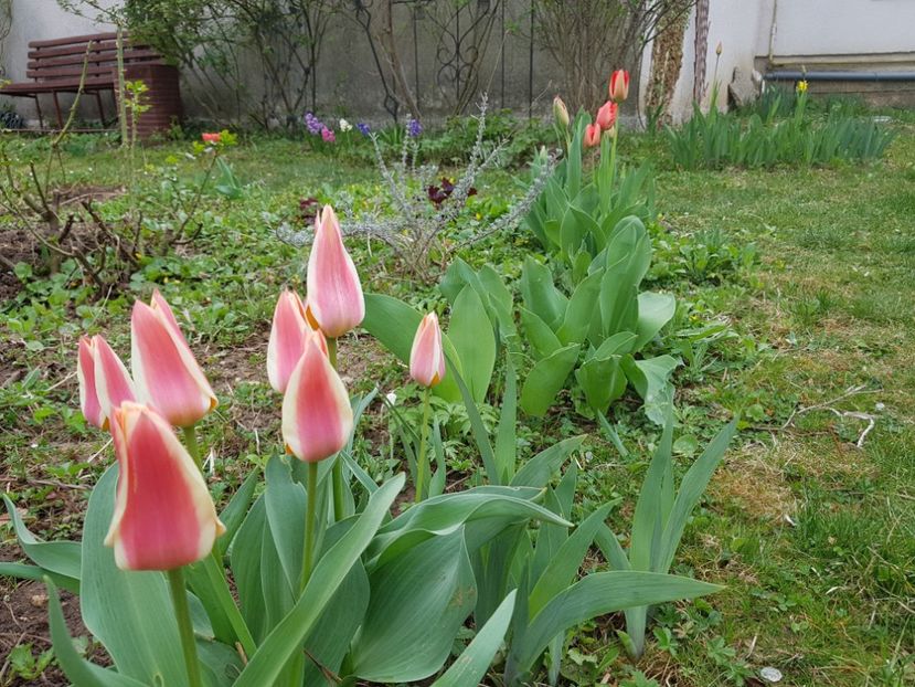 Apricot delight darwin hybrid - 2019 Idilic garden