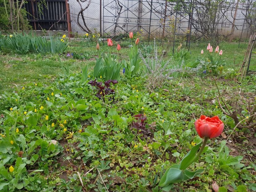  - 2019 Idilic garden