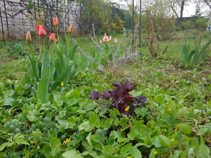  - 2019 Idilic garden