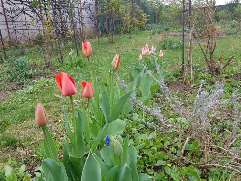  - 2019 Idilic garden