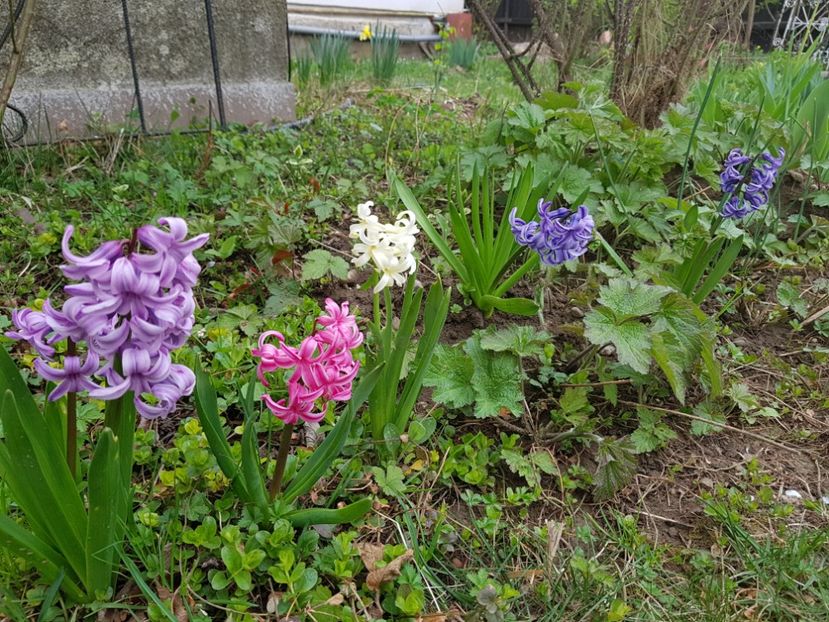  - 2019 Idilic garden