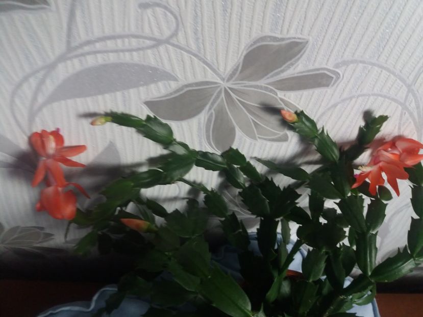  - Florile mele aprilie 2019