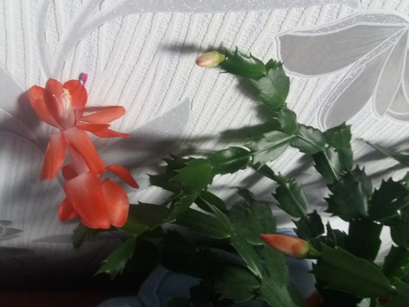  - Florile mele aprilie 2019