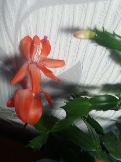  - Florile mele aprilie 2019