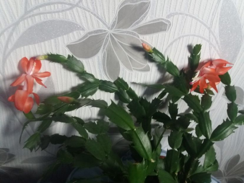  - Florile mele aprilie 2019