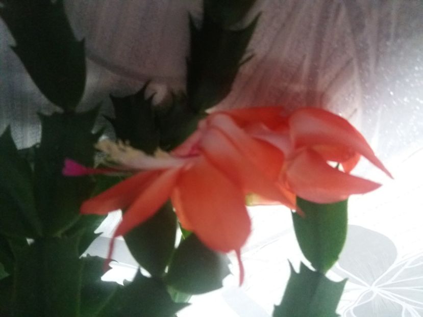  - Florile mele aprilie 2019