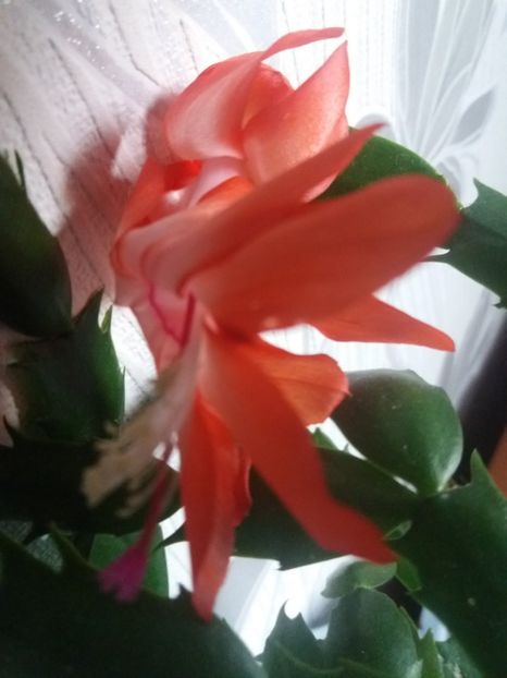  - Florile mele aprilie 2019