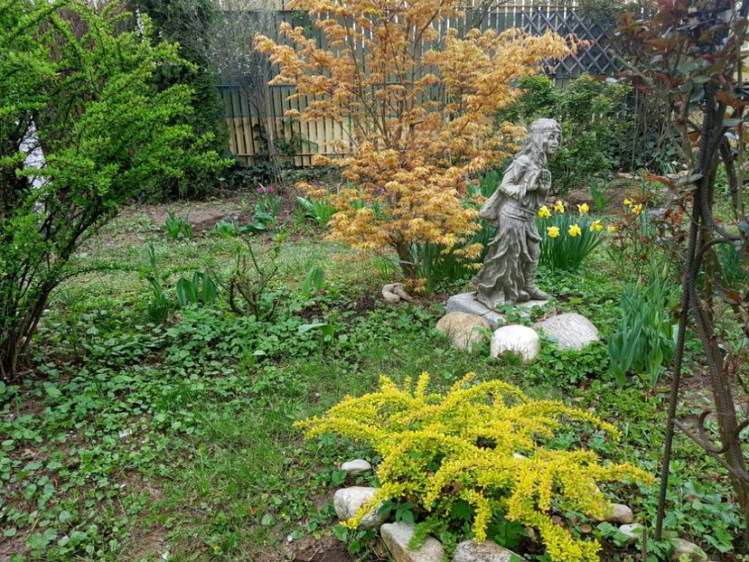 Berberis aureea pitic - 2019 Aprilie