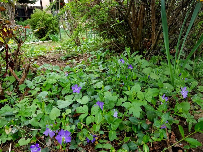 Vinca - 2019 Aprilie