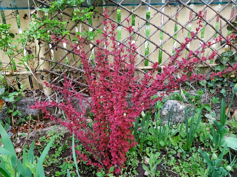 Berberis Orange Rocket - 2019 Aprilie