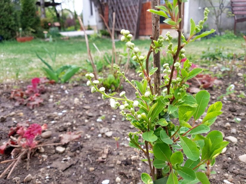 Exochorda Macantra The Bride - 2019 Aprilie