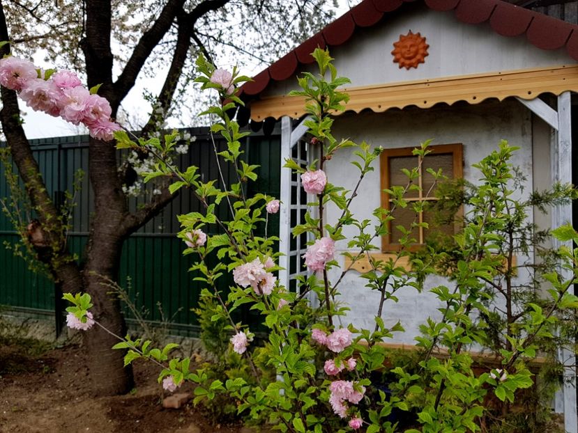 Prunus Triloba - 2019 Aprilie