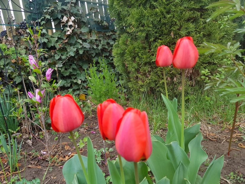 Apeldoorne - 2019 Aprilie