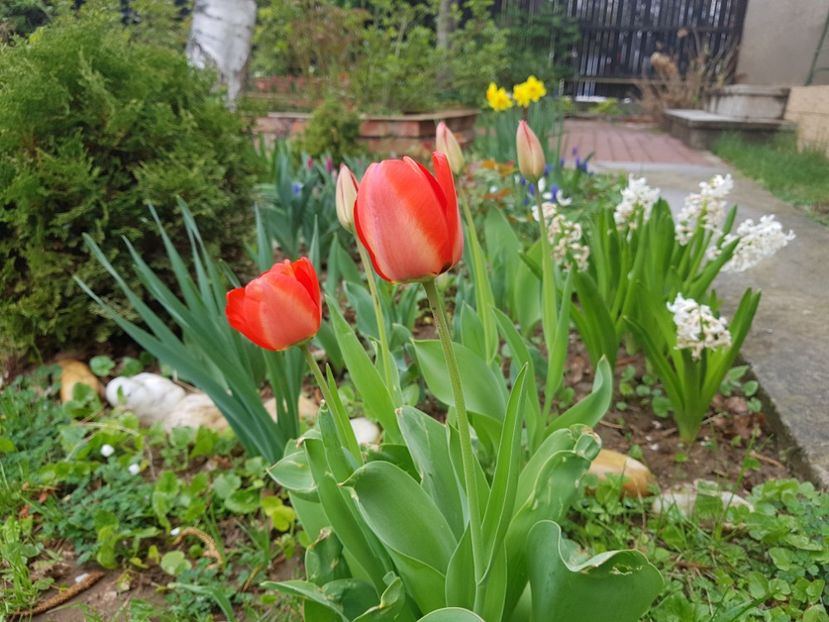Red Granny - 2019 Aprilie