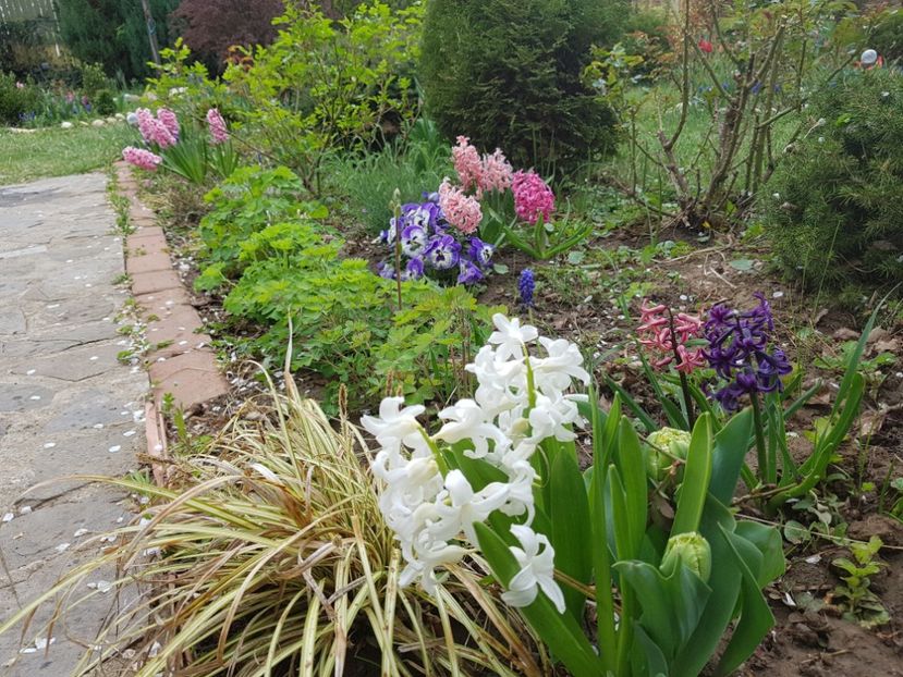 Aiolles si Carex - 2019 Aprilie