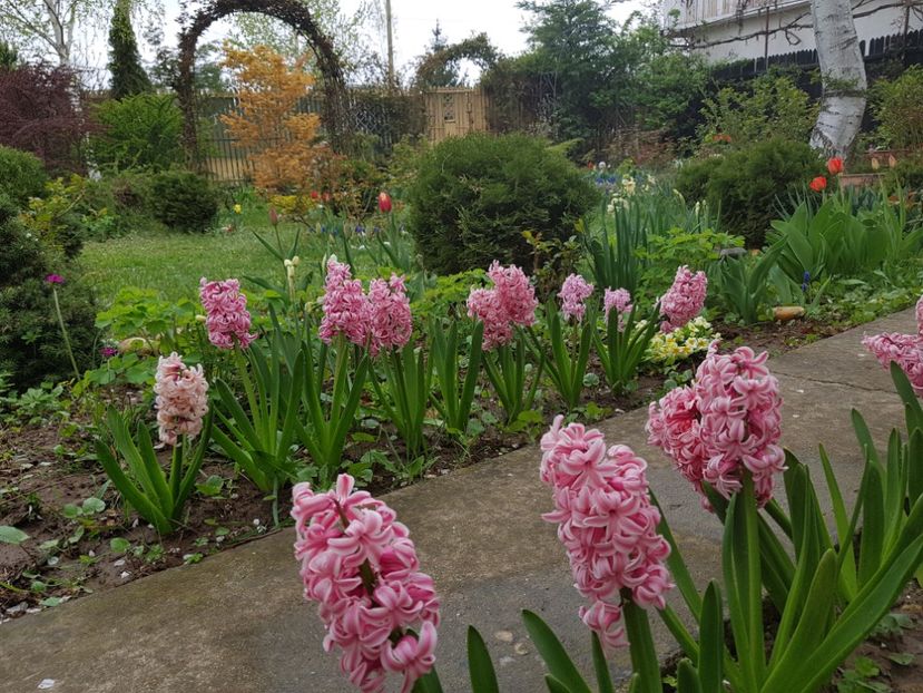 Pink pearl - 2019 Aprilie