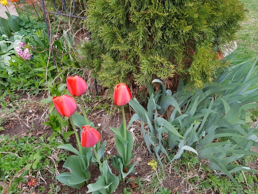 Red Apeldoorne - 2019 Aprilie