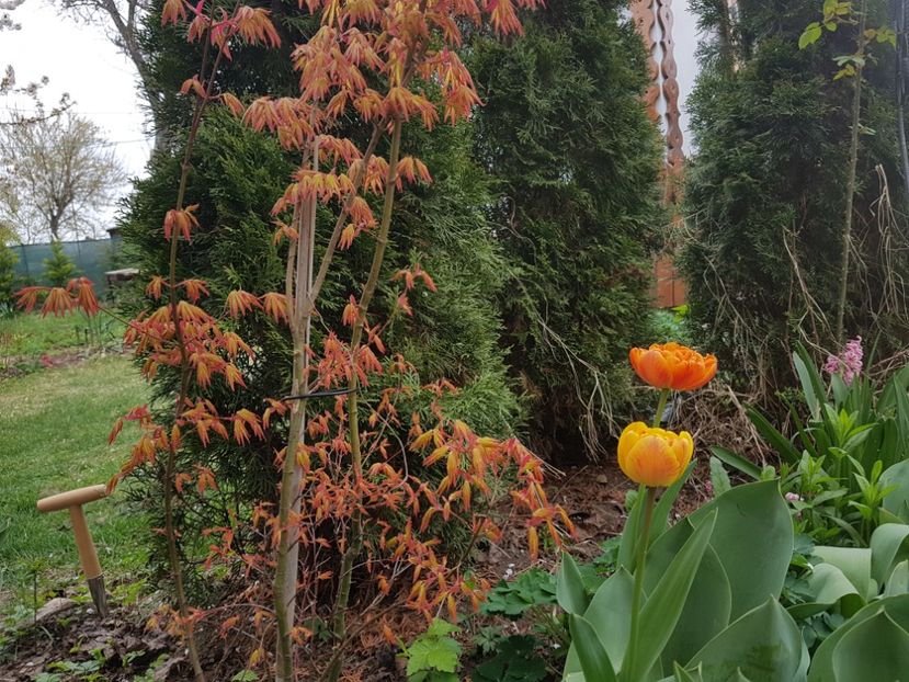 Acer Orange Dream si lalelele Sunlover - 2019 Aprilie