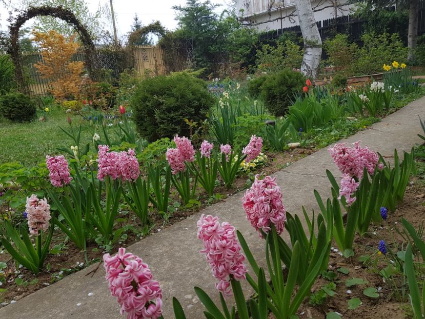 Pink pearl - 2019 Aprilie