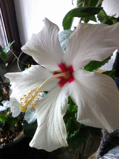 Photo0736 - Hibi 2019