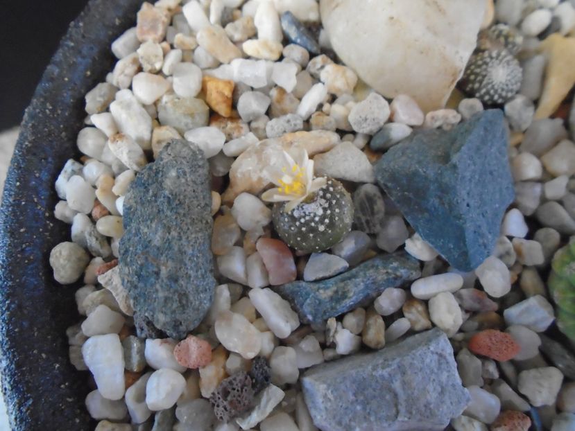 Blossfeldia lilliputana v. atroviridis - Cactusi 2019