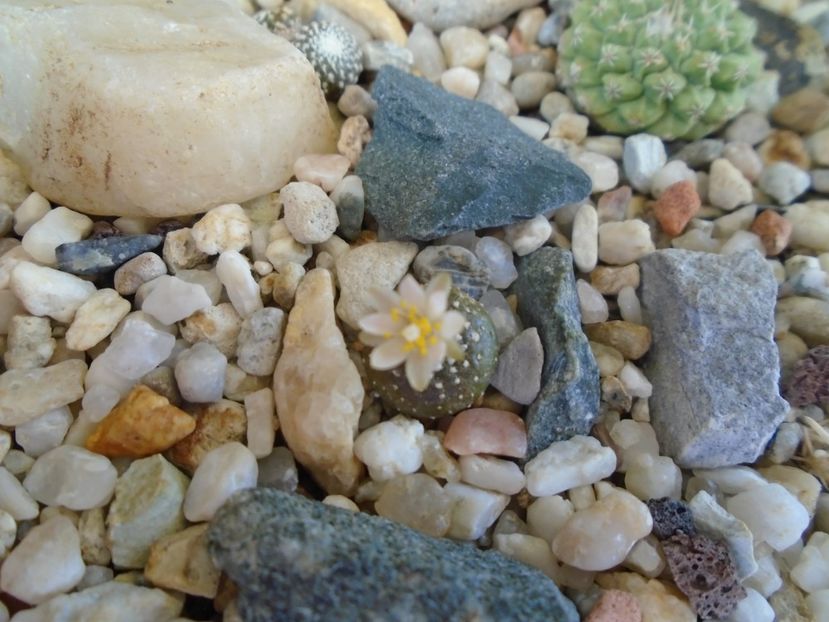 Blossfeldia lilliputana v. atroviridis - Cactusi 2019