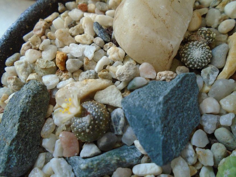 Blossfeldia lilliputana v. atroviridis - Cactusi 2019