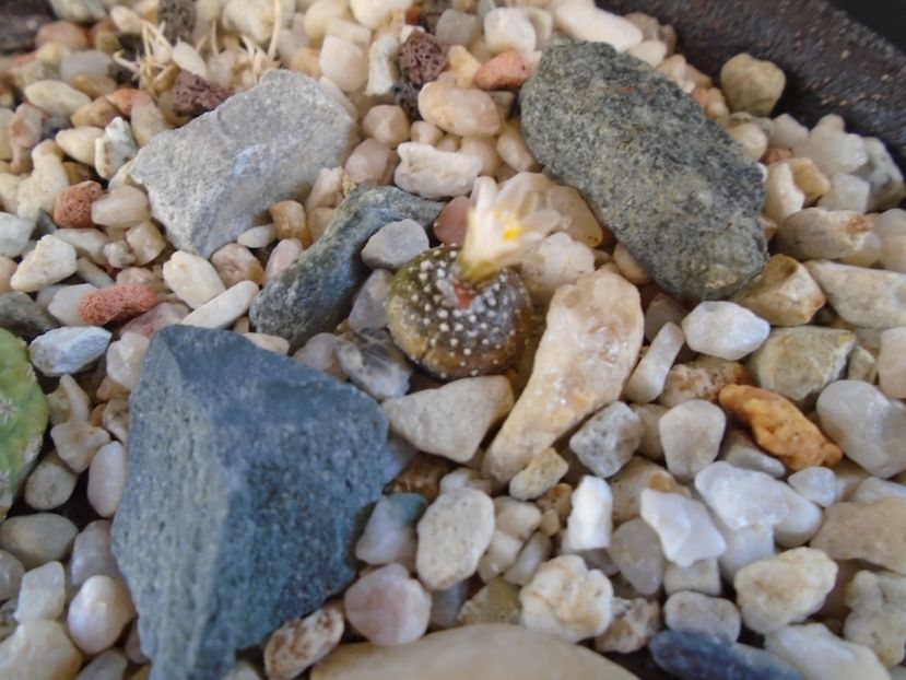 Blossfeldia lilliputana v. atroviridis - Cactusi 2019