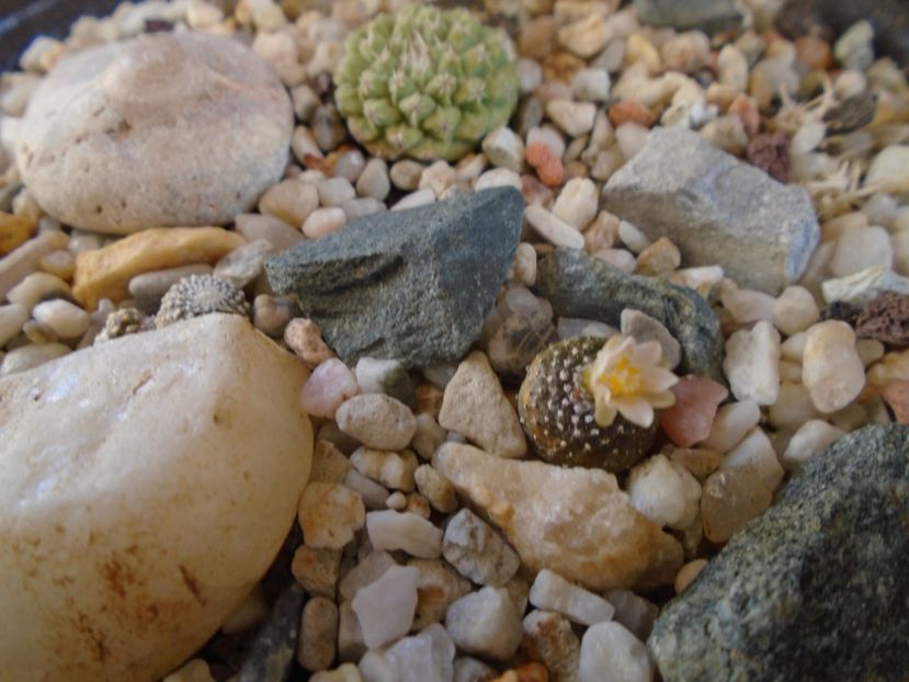 Blossfeldia lilliputana v. atroviridis - Cactusi 2019
