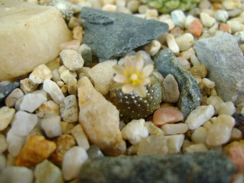 Blossfeldia lilliputana v. atroviridis - Cactusi 2019