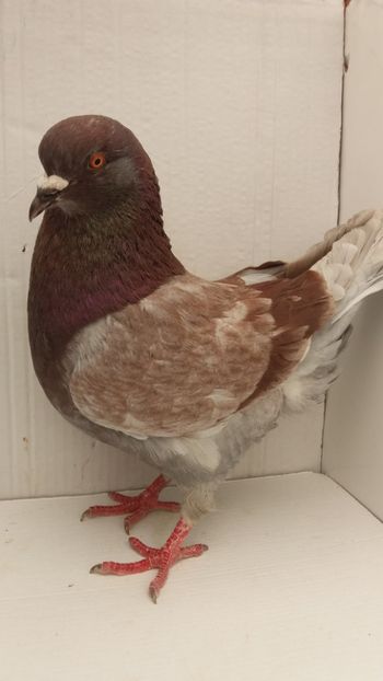 M 2018 vandut - De vanzare kingi