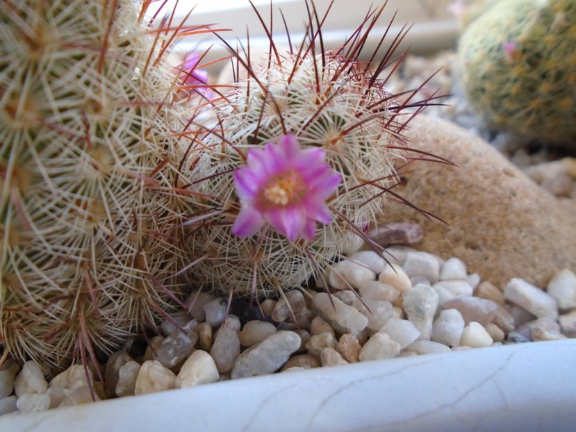 Mammillaria microhelia - Cactusi 2019