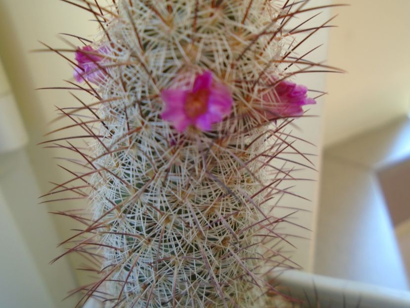 Mammillaria microhelia - Cactusi 2019