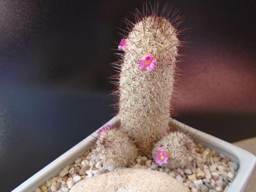 Mammillaria microhelia - Cactusi 2019