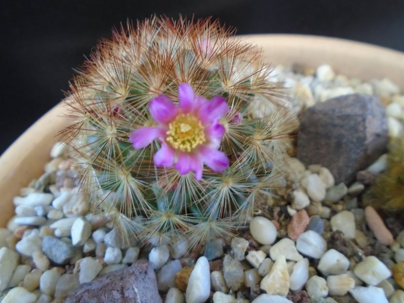 Mammillaria carmenae f. rubrispina - Cactusi 2019
