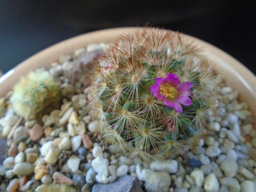 Mammillaria carmenae f. rubrispina - Cactusi 2019