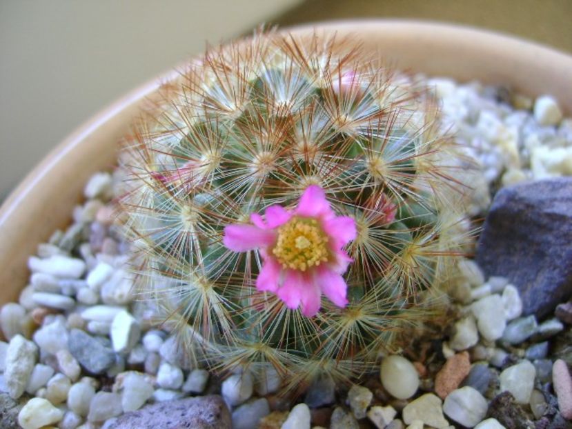 Mammillaria carmenae f. rubrispina - Cactusi 2019