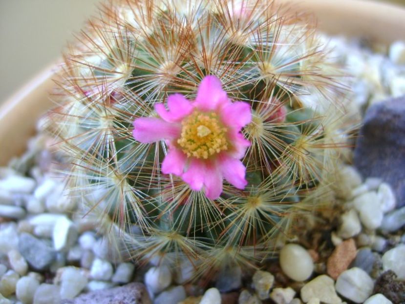 Mammillaria carmenae f. rubrispina - Cactusi 2019