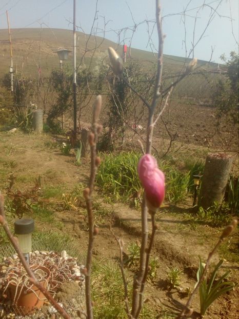  - magnoliile mele