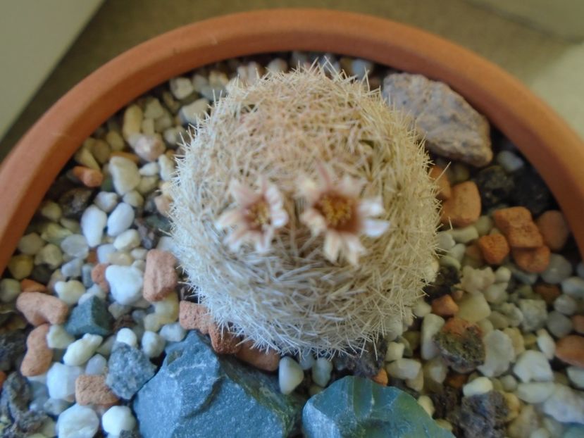 Mammillaria magallanii - Cactusi 2019
