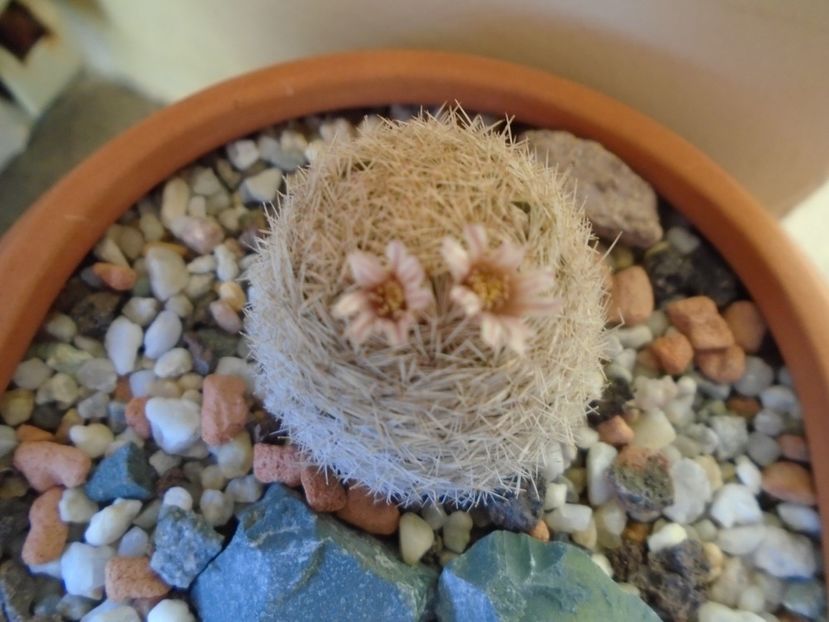 Mammillaria magallanii - Cactusi 2019