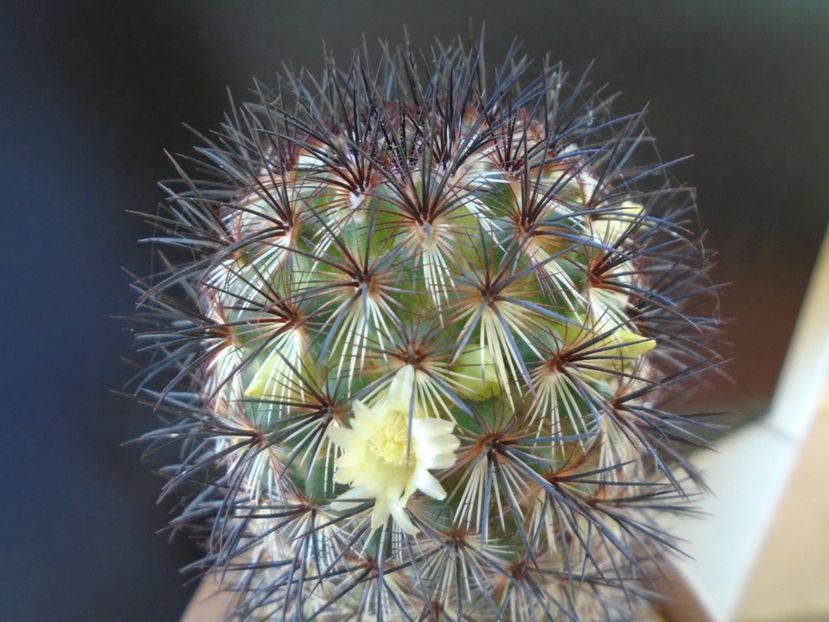 Mammillaria microhelia - Cactusi 2019