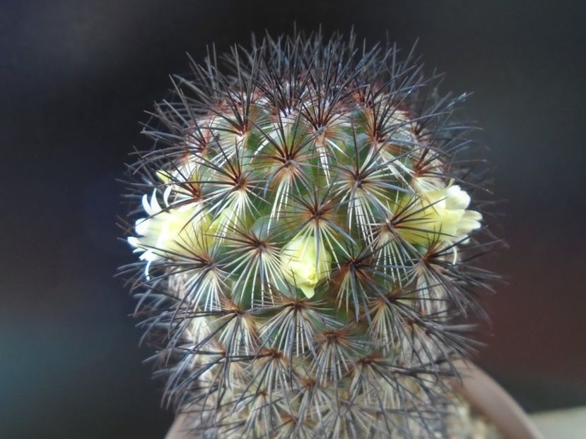 Mammillaria microhelia - Cactusi 2019